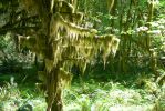 PICTURES/Ho Rainforest - Ho Trail/t_Mossy Branch2.JPG